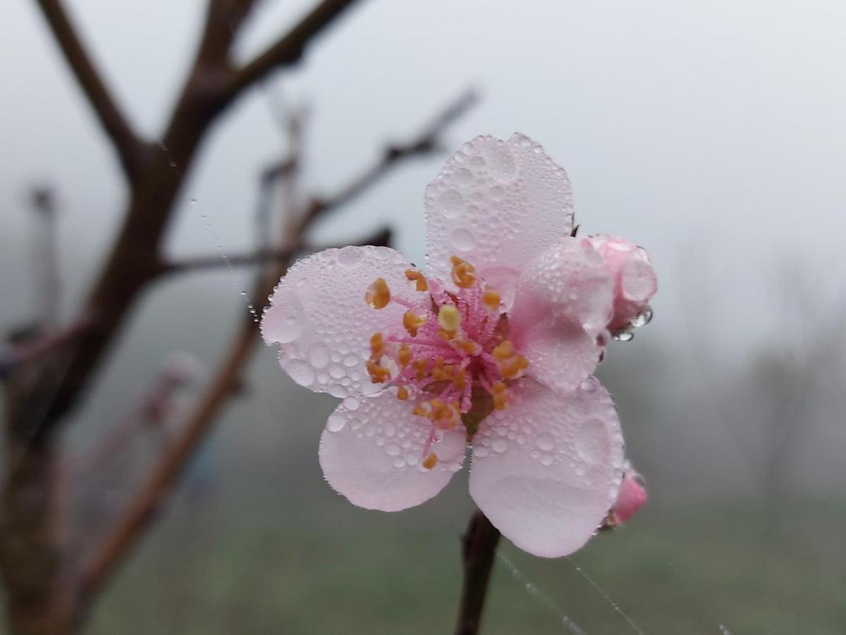 Peachy Garden